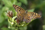 Argynnis paphia