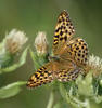 Argynnis paphia