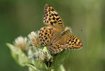 Argynnis paphia