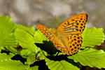 Argynnis paphia