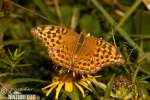 Argynnis paphia