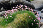 Armeria maritima