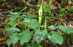Arum cylindraceum