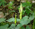 Arum cylindraceum