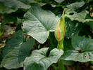 Arum cylindraceum