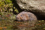 arvicola acquatica europea