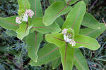 Asclepias syriaca