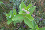 Asclepias syriaca