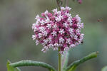 Asclepias syriaca