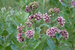 Asclepias syriaca