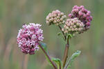 Asclepias syriaca