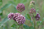 Asclepias syriaca