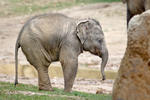 Asian Elephant