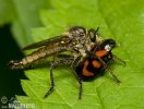 Asilidae sp.