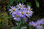 Aster amelle - Oeil de Christ