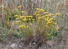 Aster linosyris