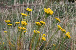 Aster linosyris