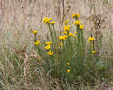 Aster linosyris