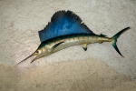 Atlantic Sailfish