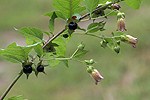 Atropa bella-donna