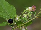 Atropa bella-donna