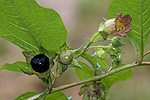 Atropa belladonna