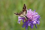 Autographa gamma