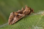 Autographa gamma