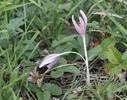 Autumn crocus, Meadow saffron, Naked lady