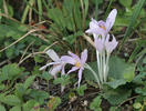 Autumn crocus, Meadow saffron, Naked lady