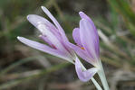 Autumn crocus, Meadow saffron, Naked lady