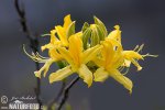 Azalea-Rododendro