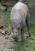 Babiroussa