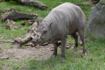 Babirusa