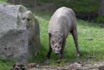 Babirusa Buru