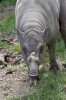 Babirussa