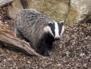 Badger