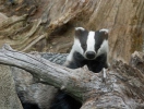 Badger Eropah