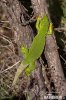 Balkan Green Lizard