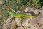 Balkan Green Lizard