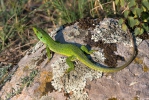 Balkan Green Lizard