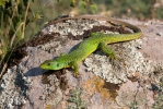 Balkan Green Lizard