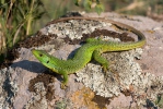 Balkan Green Lizard