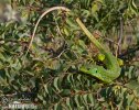 Balkan Green Lizard