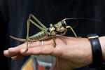 Balkan Sawing Cricket