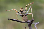 Balkan Sawing Cricket