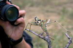 Balkan Sawing Cricket