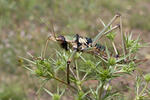 Balkan Sawing Cricket