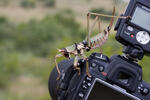 Balkan Sawing Cricket