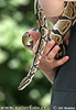 Ball Python